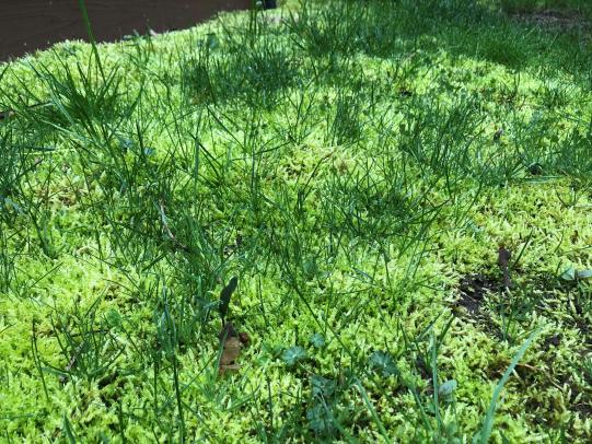 Closeup of moss and grass mixed
