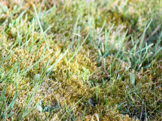 Thick carpet of moss with sparse grass