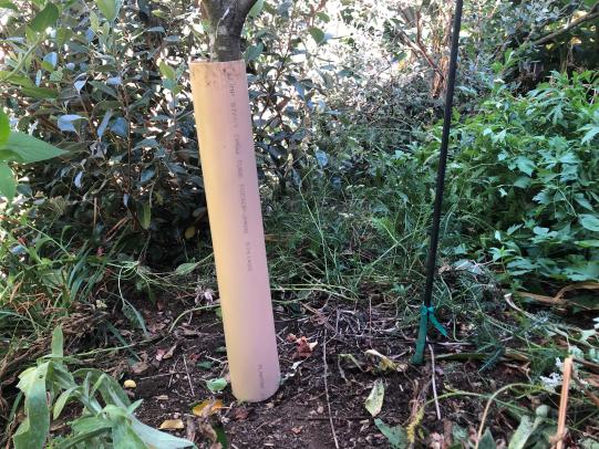 Plastic cylander protecting fruit tree stem