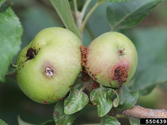 Codling moth damage on apples