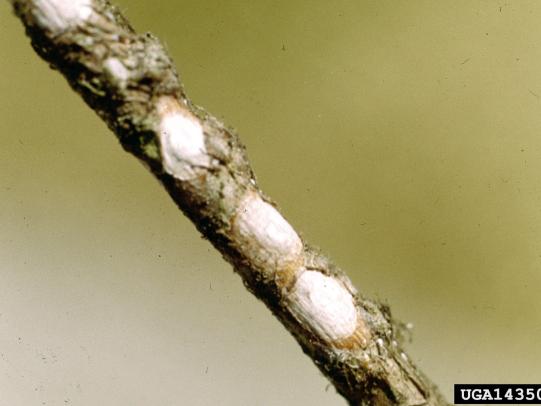 Scale insects on azalea twig