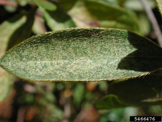 Rhododendron leaf with stippling damage