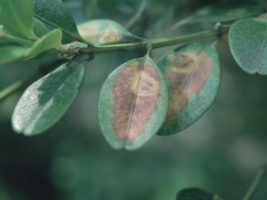 Boxwood leaf minor damager