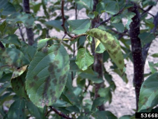 Crabapple leaves with scab disease