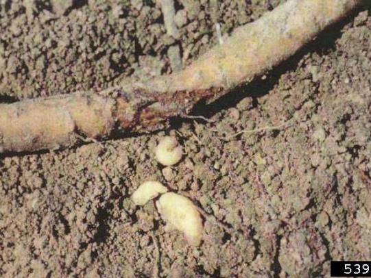 Root weevils and feeding damage on roots