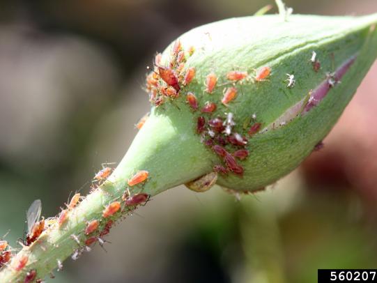 Aphids on rose bud