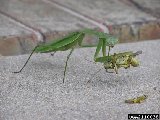 Praying mantis eating prey