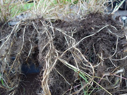 Mass of quackgrass roots removed from soil