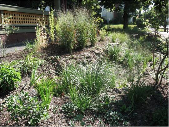 Constructed rain garden with wetland plants in swale area