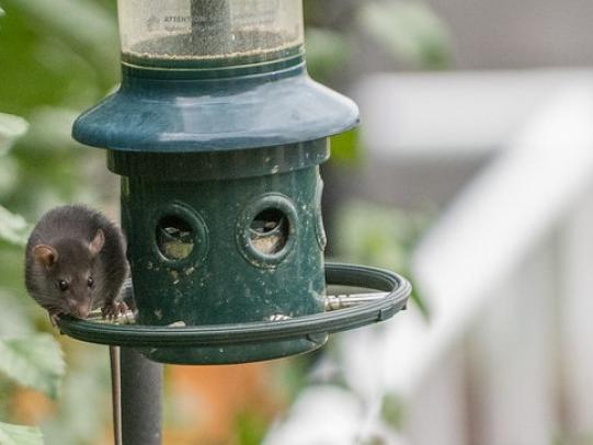 Rat on bird feeder
