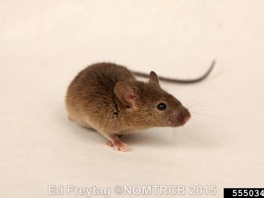 Mouse example
