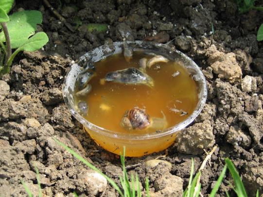 Slugs and snails in beer trap