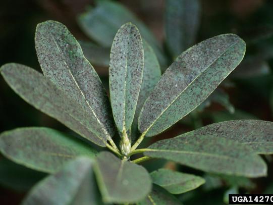 Sooty mold on rhododendron leaves