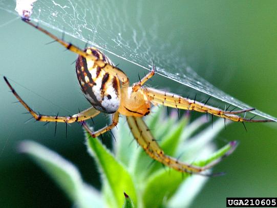 Orb-weaver spider in web
