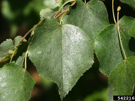 Linden tree leaves infested with aphids and sooty mold