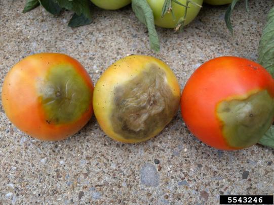 Tomato fruits with blossom end rot symptoms.