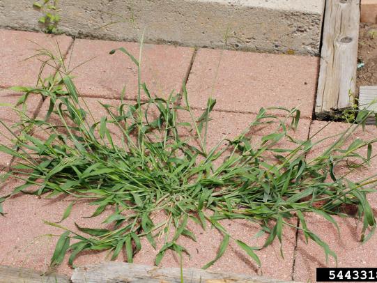 Crabgrass plant growing in brick patio