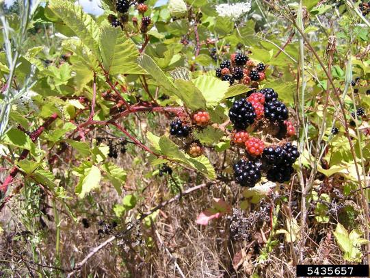 Blackberry fruits, leaves, and stems