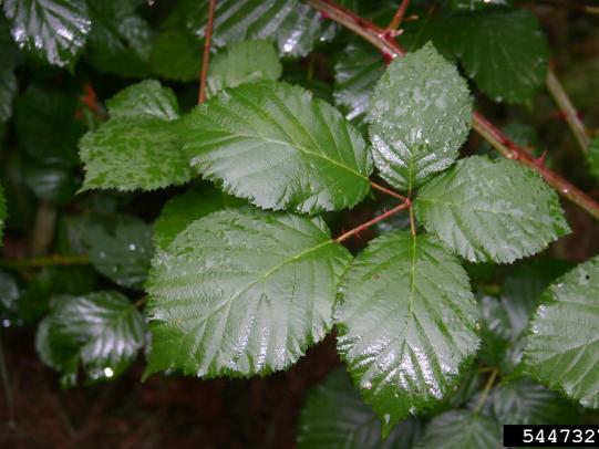 Himalayan blackberry leaflet with five leaves