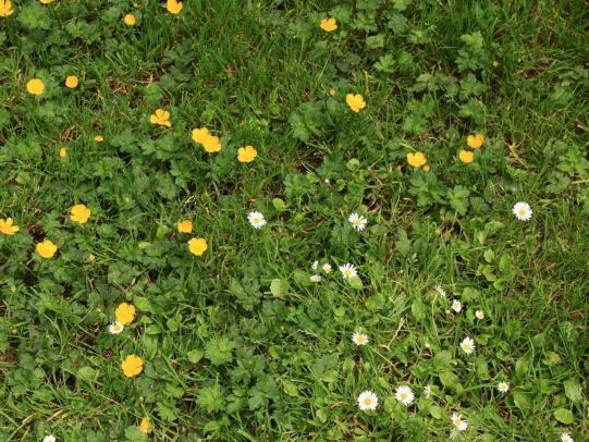 Creeping buttercup and lawn daisy growing in lawn