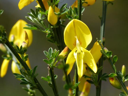 Yellow pea family flowers