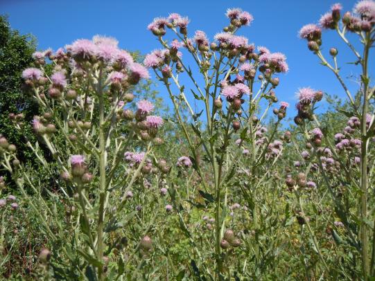 Canada thistle plants with pink bristly flowers