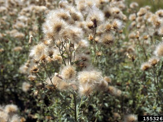 Canada thistle seed structures