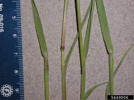 Cheatgrass stems and leaves
