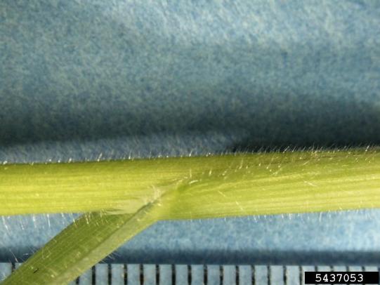 Cheatgrass stem