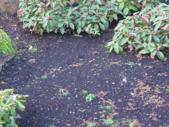 Compost used as mulch with weeds growing in it