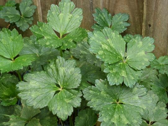 Creeping buttercup leaves