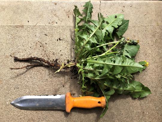 Freshly dug dandelion plant with root and leaves next to hori-hori gardening knife
