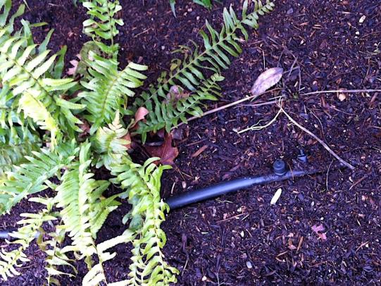 Drip irrigation distribution tubing and emitters in landscape