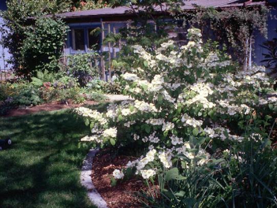 Concrete edging between lawn and shrub bed