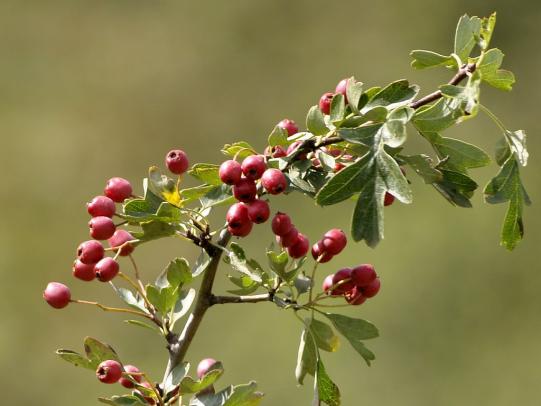 Common hawthorn leaves and berries