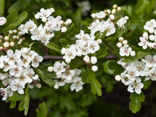 Common hawthorn flowers and leaves