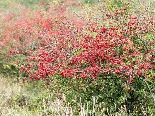Common hawthorn thicket