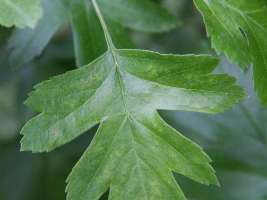 Common hawthorn leaf
