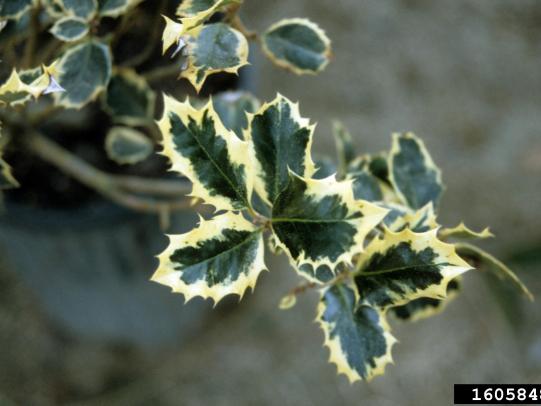 Holly cultivar with variegated leaves