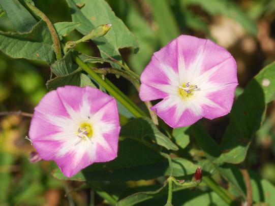 Pink and white field bindweed flowers