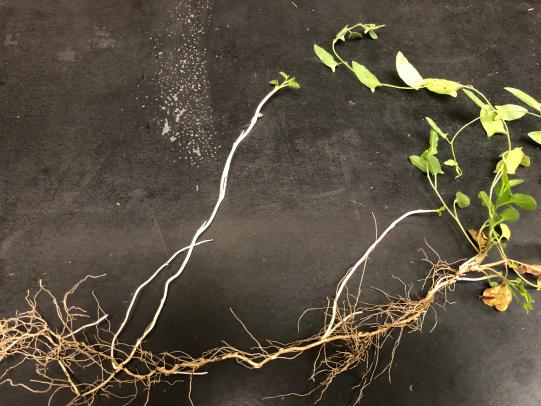 Field bindweed  plants with root system and daughter plants