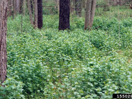 Garlic mustard growing in a forest 