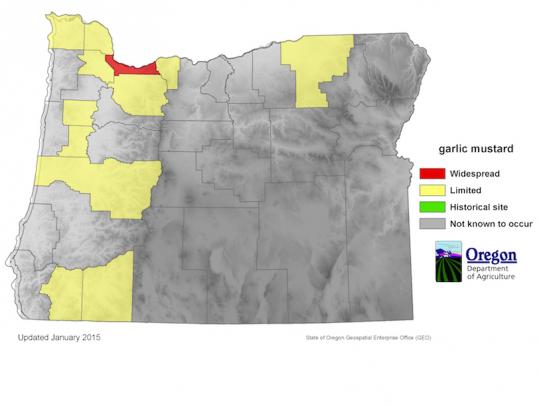 Map of Oregon showing garlic mustard distribution