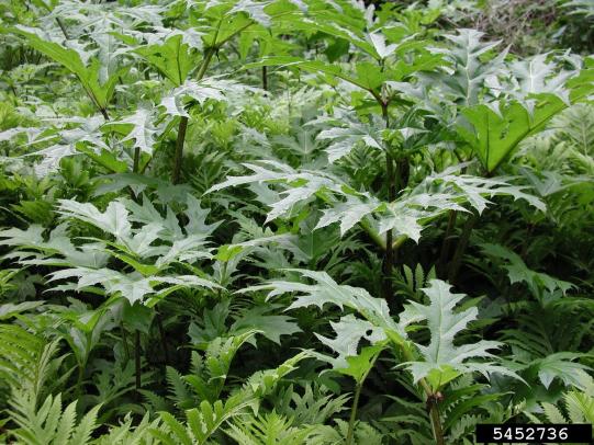 Dense patch of giant hogweed plants before flowering
