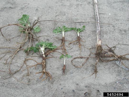 Several dug-up giant hogweed plants