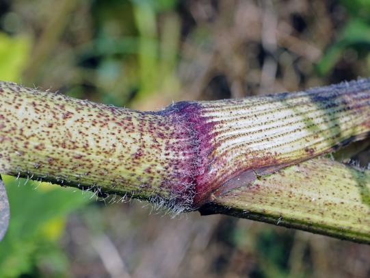 Hollow stem is covered with dark purple blotches, bumps and hairs