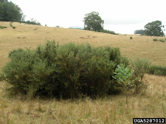Large gorse plant in pasture