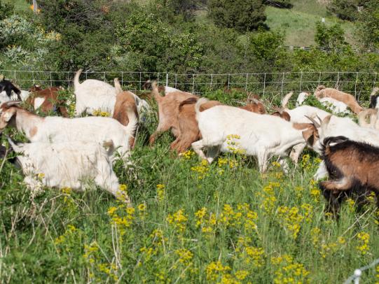 Goat herd grazing