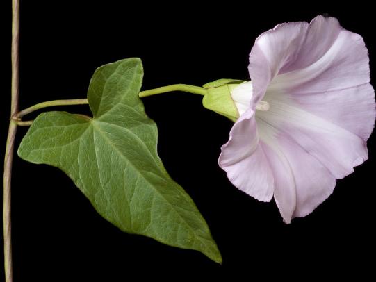 Pink and white hedge bindweed flowers