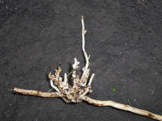 Hedge bindweed rhizome and root system